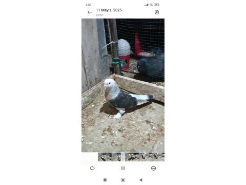 Bu güvercin bu fiyata zor bulunur