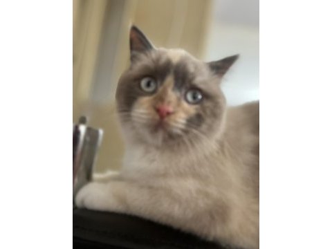 British blue point kedimiz sahiplendirilecektir