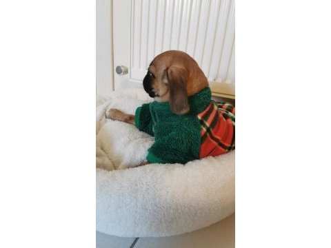 Çok güzel her eğitimi olan aile dostu pugmix
