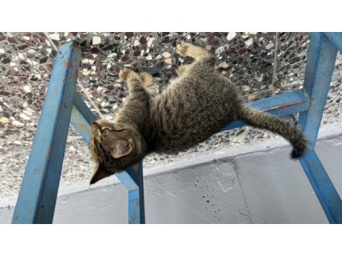 1 aylık sokak kedisi