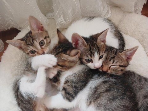 Yavru kedilerimize yeni yuva arıyoruz