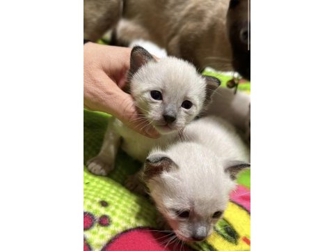 Yeni doğmuş siyam kedisi yeni yuvasını arıyor