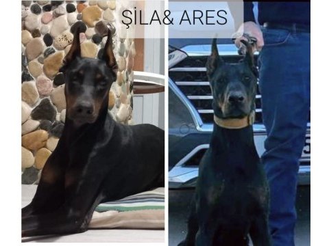 Teslime hazır doberman ilk aşısı yapıldı