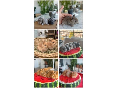 Cüce ve lop ırkı tavşan