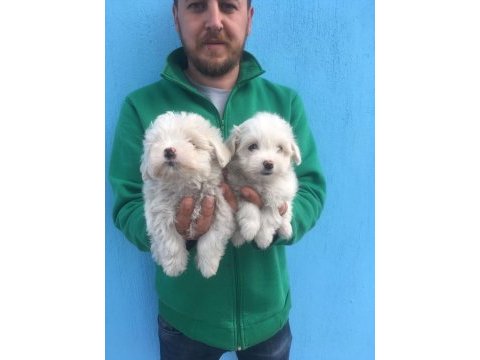 Mükemmel kalitede maltese terrier yavrularımız
