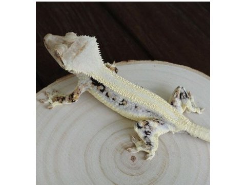 Sağlıklı ve kaliteli crested geckolar