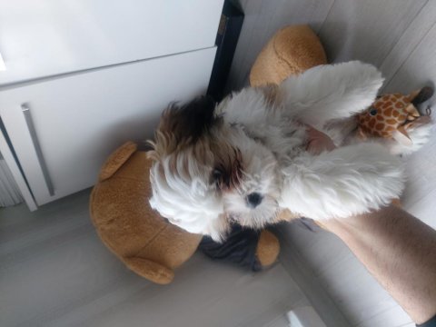 Tatlı yavru shih-tzu