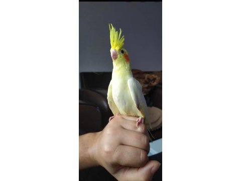 Yavru uysal sultan papağanlar