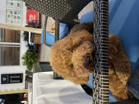 10 aylık toy poodle yavrumuz