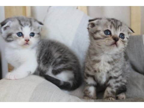 4 adet birbirinden güzel scottish fold yavruları
