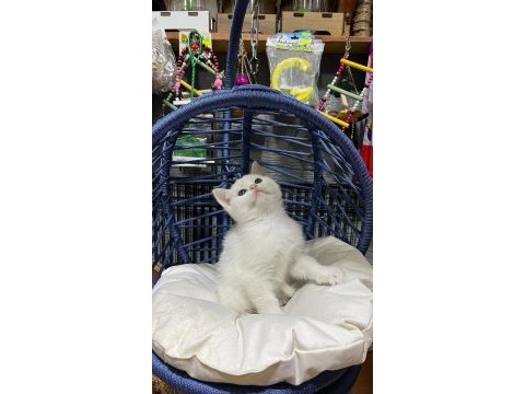 British shorthair kar beyaz mavi gözlü yavru