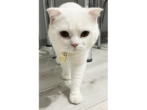 Beyaz erkek scottish fold