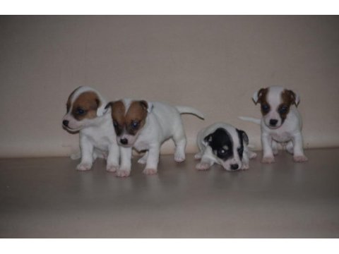Safkan ırk garantili jack russell yavruları