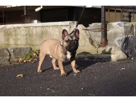 Kıf fcı a class şecereli fransız bulldog