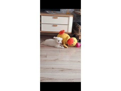 3 aylık maltese köpeğimi sahiplendirmek istiyorum