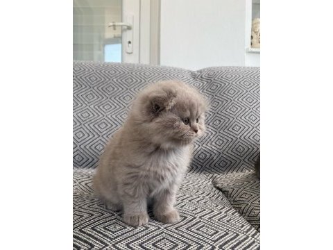 Adana lilac dişi british shorthair