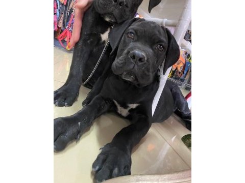 7 aylık şecereli bir dişi ve bir erkek cane corso
