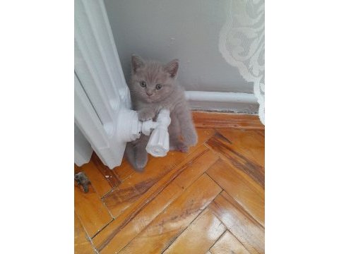 British shorthair