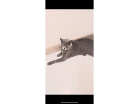 British shorthair kedimiz