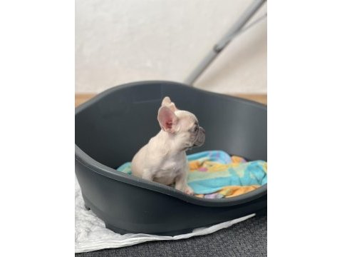 Exotic french bulldog renk yavrum