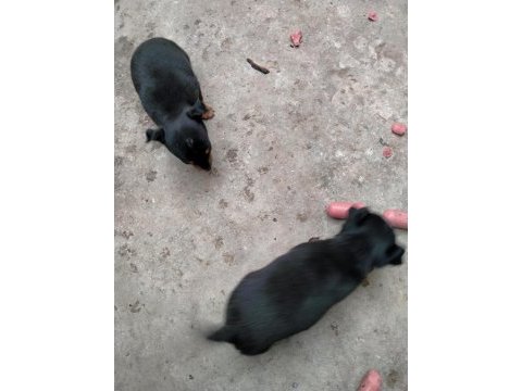 Pinscher minyatür köpeğimiz