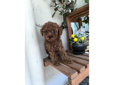 Orjinal kore kanı taşıyan erkek poodle yavrusu