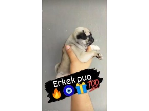 A kalite pug yavrularımız