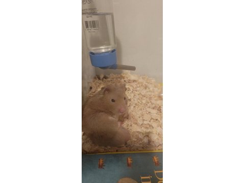 Eğitimli aşılı hamster