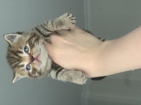 Golden tabby scottish straight