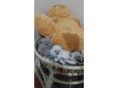 Yavru eiğitimli birbirinden sevimli kedilerimiz