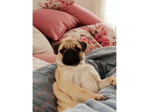 Dişi pug mops