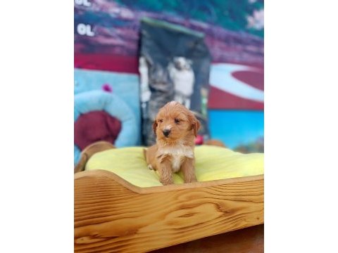 Maltipoo bebeklerimiz