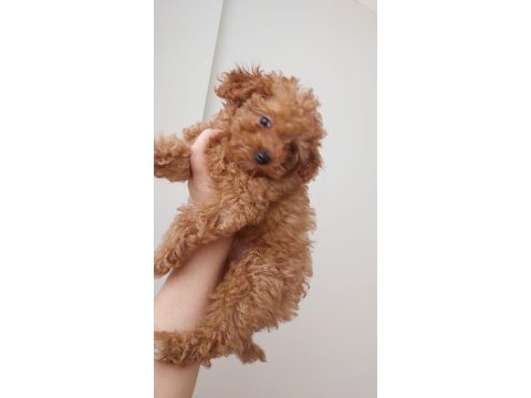 Toy poodle köpeği 4 aylık