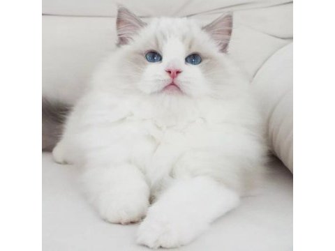 Full şecereli ragdoll yavrularımız