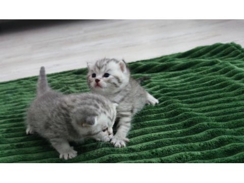 Sevgi yumağı minik yavru kediler