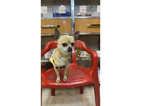 Chihuahua tüm aşıları tam full oyuncu