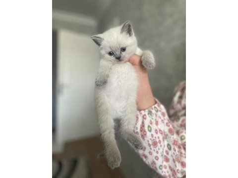 Blue point british shorthair