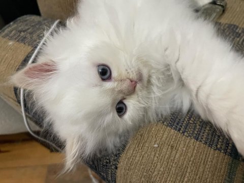 3 aylık yavrularımızı sahiplendiriyoruz persian