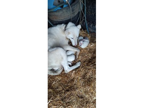 Çiftlik ortamında büyüyen yavru köpekler
