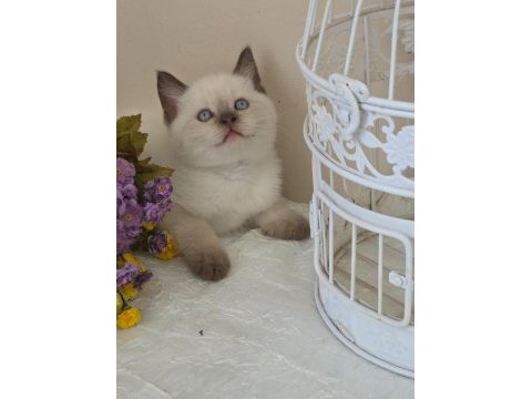 British shorthair bebekler