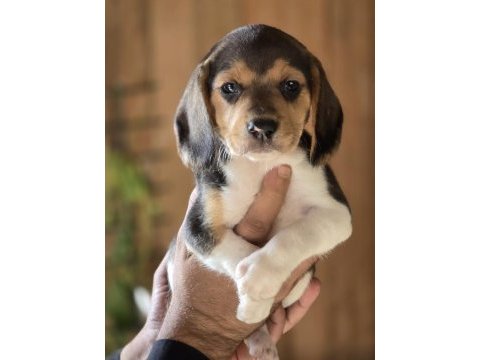 Safkan beagle yavruları