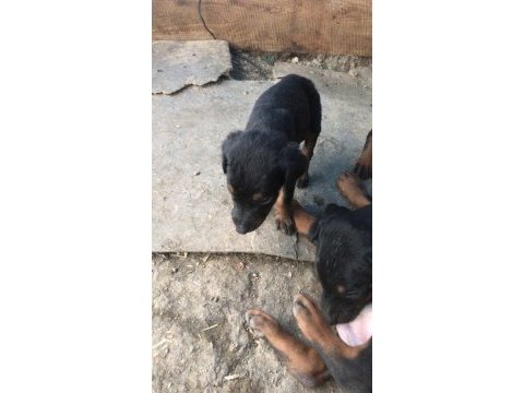Doberman 35 günlük dişi