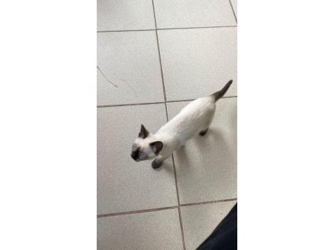 İki buçuk aylık siyam blue point dişi kedi