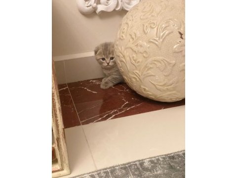 2 aylık scottish fold minikler