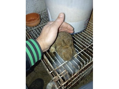 Cüce tavşan yavruları