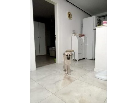2,5 aylık kangal yavrusu