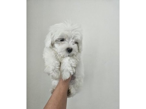 Maltese terrier o numara
