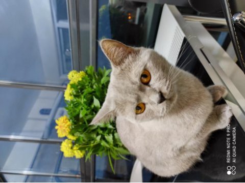 British shorthair kedimiz yeni yuva arıyor