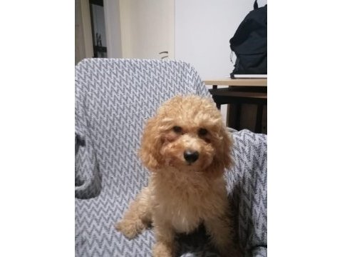 4 aylık minyatür poodle yavruları