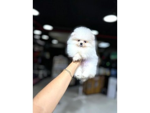 Pomeranian boo yavrumuz